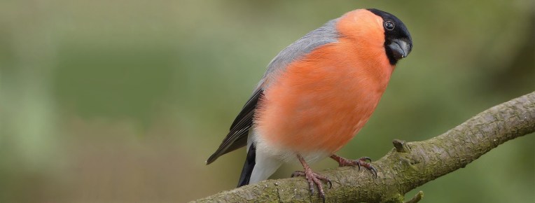 Gill Seaton, Gill Seaton-Jardine, Gill Jardine, Counselling, Counsellor, Psychotherapy, Therapy, Guildford, Surrey, BACP Accredited, NHS Registered, Bupa, Teaching, Training, Workshops, Supervision, Supervising, Personal Support